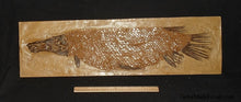 Load image into Gallery viewer, Garfish Lepisosteus cast replica Fossil Fish Gar fish