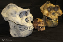 Load image into Gallery viewer, Gigantopithecus skull #2 Gigantopithecus blacki  Reconstruction