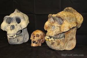 Gigantopithecus skull #2 Gigantopithecus blacki  Reconstruction