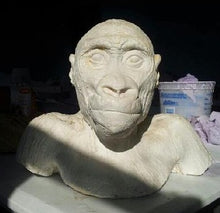 Load image into Gallery viewer, Gorilla: Juvenile Gorilla Bust Death cast Life cast