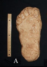 Load image into Gallery viewer, 1982 Grays Harbor Hereford Bigfoot print cast &quot;A&quot;