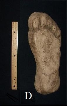 1982 Grays Harbor Hereford Bigfoot print cast 