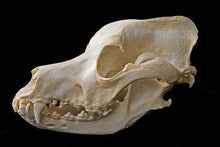 Load image into Gallery viewer, Great Dane skull cast replica (item #CA DJL0024) reproduction Taylor Made Fossils