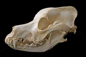 Great Dane skull cast replica (item #CA DJL0024) reproduction Taylor Made Fossils