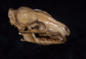 Hesperocyon gregarius skull cast replica (item #RF012)