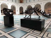 Load image into Gallery viewer, Stegosaurus skeleton cast replica #1