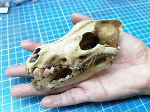 Wolf Skull cast replica 1/3 scale