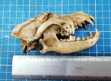 Load image into Gallery viewer, Wolf Skull cast replica 1/3 scale