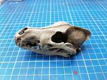 Load image into Gallery viewer, Wolf Skull cast replica 1/3 scale