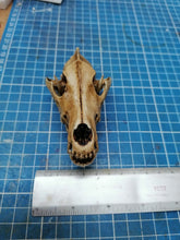 Load image into Gallery viewer, Wolf Skull cast replica 1/3 scale