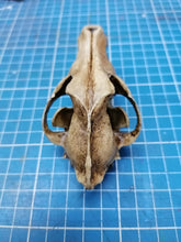 Load image into Gallery viewer, Wolf Skull cast replica 1/3 scale