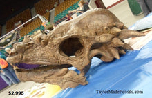 Load image into Gallery viewer, Pachycephalosaurus skull cast replica