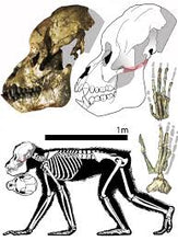 Load image into Gallery viewer, Proconsul africanus skull #2 Reconstruction cranium replica Full-size reconstruction cast