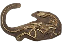 Coelophysis skeleton cast replica