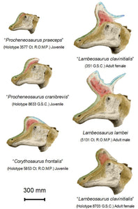 Lambeosaurus Dinosaur Skull Cast Replica Plaster Duckbilled Hadrosaur