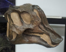 Laden Sie das Bild in den Galerie-Viewer, Lambeosaurus Dinosaur Skull Cast Replica Plaster Duckbilled Hadrosaur