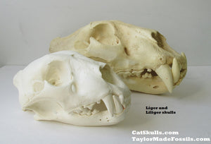 Liliger Skull Cast Replica Reproduction
