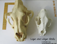 Load image into Gallery viewer, Liliger Skull Cast Replica Reproduction