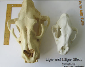 Liliger Skull Cast Replica Reproduction