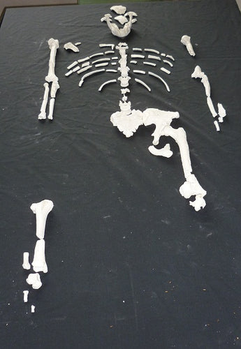 Lucy Australopithecus afarensis skeleton replica cast