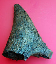 Load image into Gallery viewer, Triceratops Nose Horn 15&quot; Cast replica #1