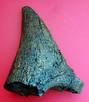 Triceratops Nose Horn 15