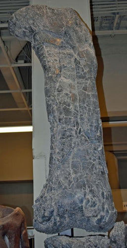 Camarasaurus Femur cast replica