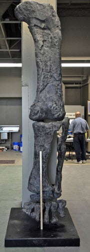 Camarasaurus leg cast replica