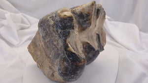 Mastodon tooth #2 Pleistocene. Ice Age