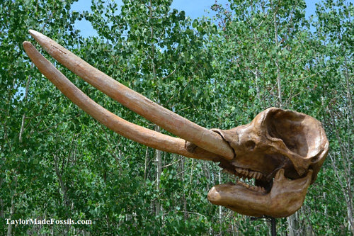 Deluxe Mastodon skull cast replica Pleistocene. Ice Age