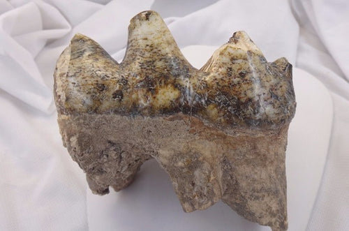 Mastodon tooth cast replica #2 Pleistocene. Ice Age
