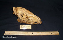 Cargar imagen en el visor de la galería, Mesohippus skull cast replica. Mesohippus fossil horse cast replica