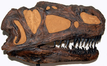 Monolophosaurus dinosaur skull cast replica #2