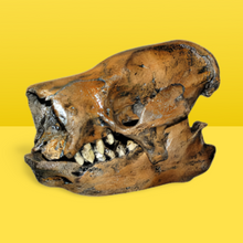 Laden Sie das Bild in den Galerie-Viewer, Paramylodon Harlan&#39;s Ground Sloth skull cast replica