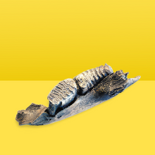 Load image into Gallery viewer, Wooly Mammoth Left side Jaw
cast replica Pleistocene Ice Age Woolly Mammoth