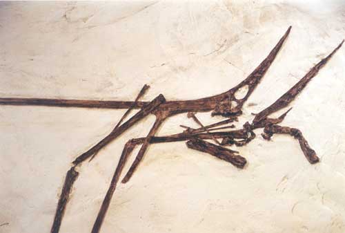 Nyctosaurus sp skeleton dig panel cast (RF032) cast Replica Reproduction