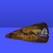 Load image into Gallery viewer, Iguanodon Thumb Spike claw cast replica