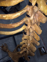 Load image into Gallery viewer, Cave Bear skeleton cast replica 10 ft tall!