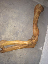 Load image into Gallery viewer, Cave Bear skeleton cast replica 10 ft tall!