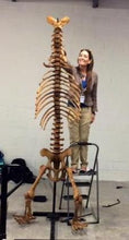 Load image into Gallery viewer, Cave Bear skeleton cast replica 10 ft tall!