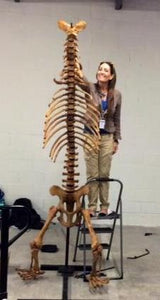 Cave Bear skeleton cast replica 10 ft tall!