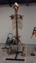 Load image into Gallery viewer, Cave Bear skeleton cast replica 10 ft tall!