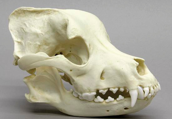 Pitbull Skull #1 Pitbull dog skull cast replica Pit bull BC-186 Updated 1/24