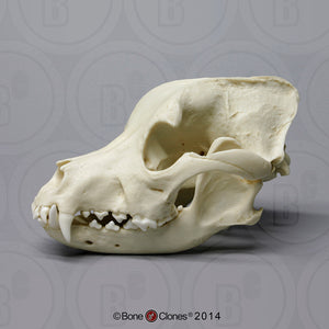 Pitbull Skull #1 Pitbull dog skull cast replica Pit bull BC-186 Updated 1/24