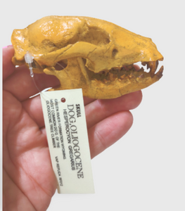 Hesperocyon gregarius skull cast replica (item #RF012)