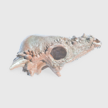 Load image into Gallery viewer, Pachycephalosaurus skull cast replica