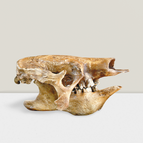 Eremotherium Ground Sloth skull cast replica #2