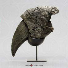 Laden Sie das Bild in den Galerie-Viewer, Eremotherium Ground Sloth claw cast replica with stand