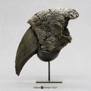 Eremotherium Ground Sloth claw cast replica with stand