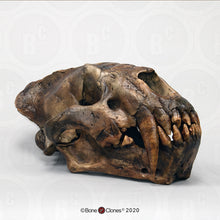 Load image into Gallery viewer, Xenosmilus hodsonae Skull
Cast replica Xenosmilus hodsonae.